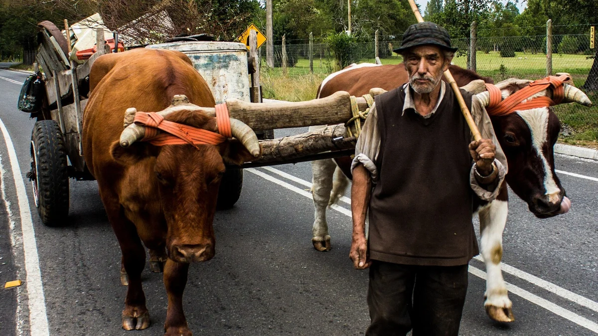 Villarrica: Relún, Collico y Huechupudo exigen reparar sus caminos rurales